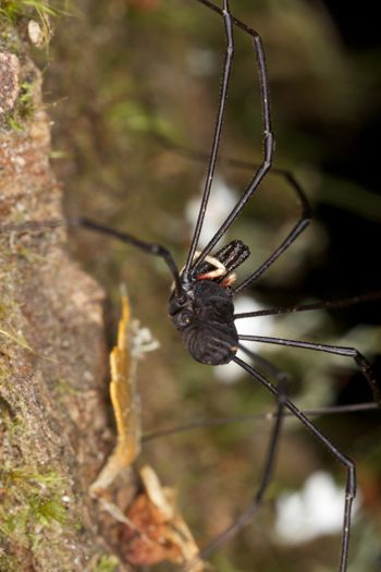 Media type: image;   Invertebrate Zoology 29246